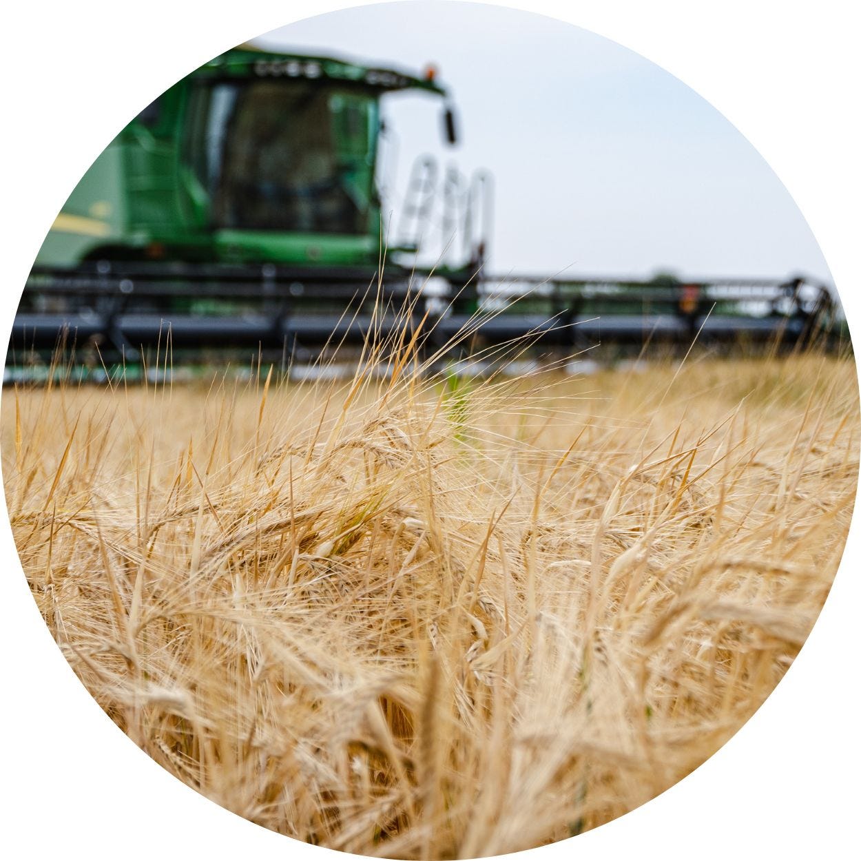 Close up image of straw in a field being harvested by a combine