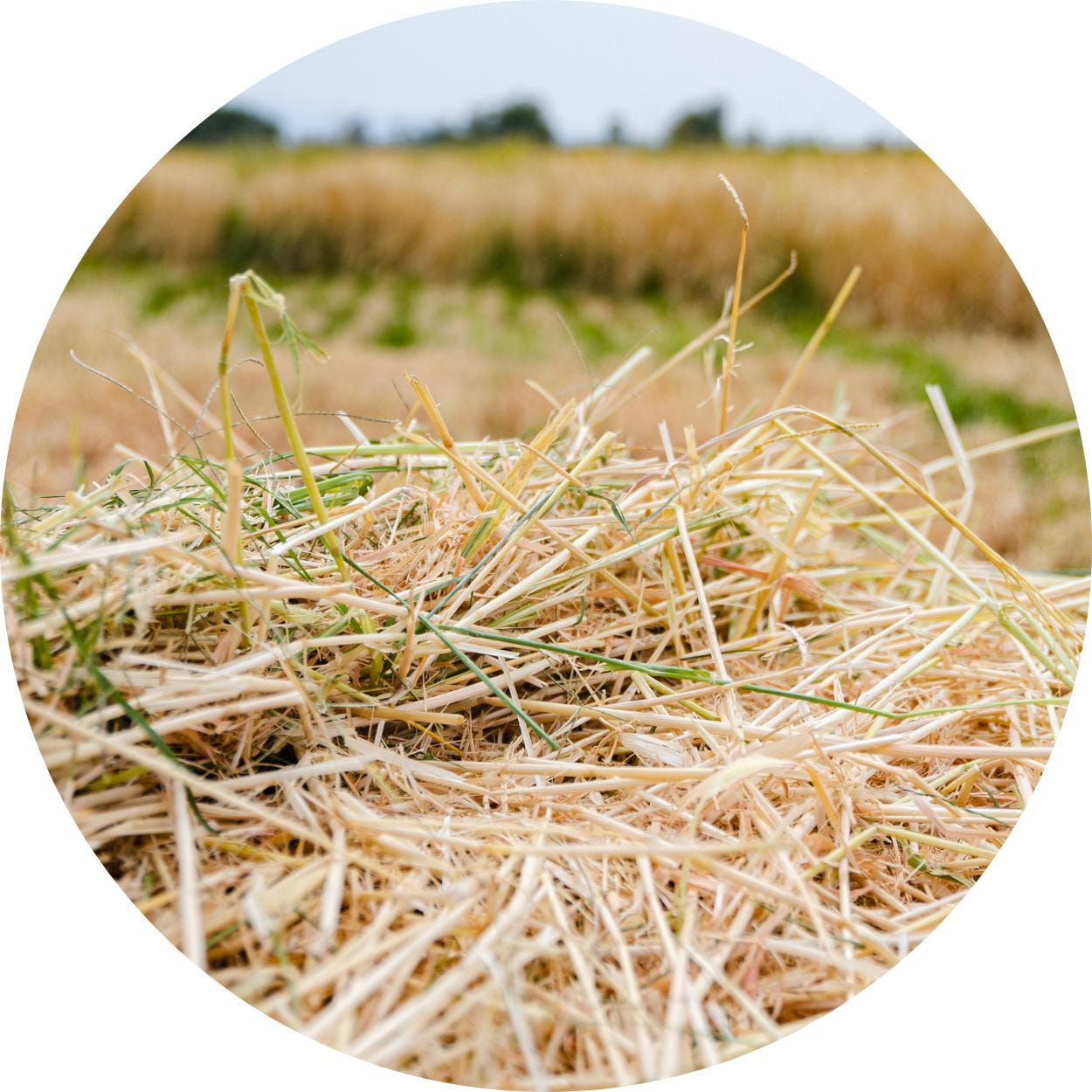 Close up image of straw growing in a field