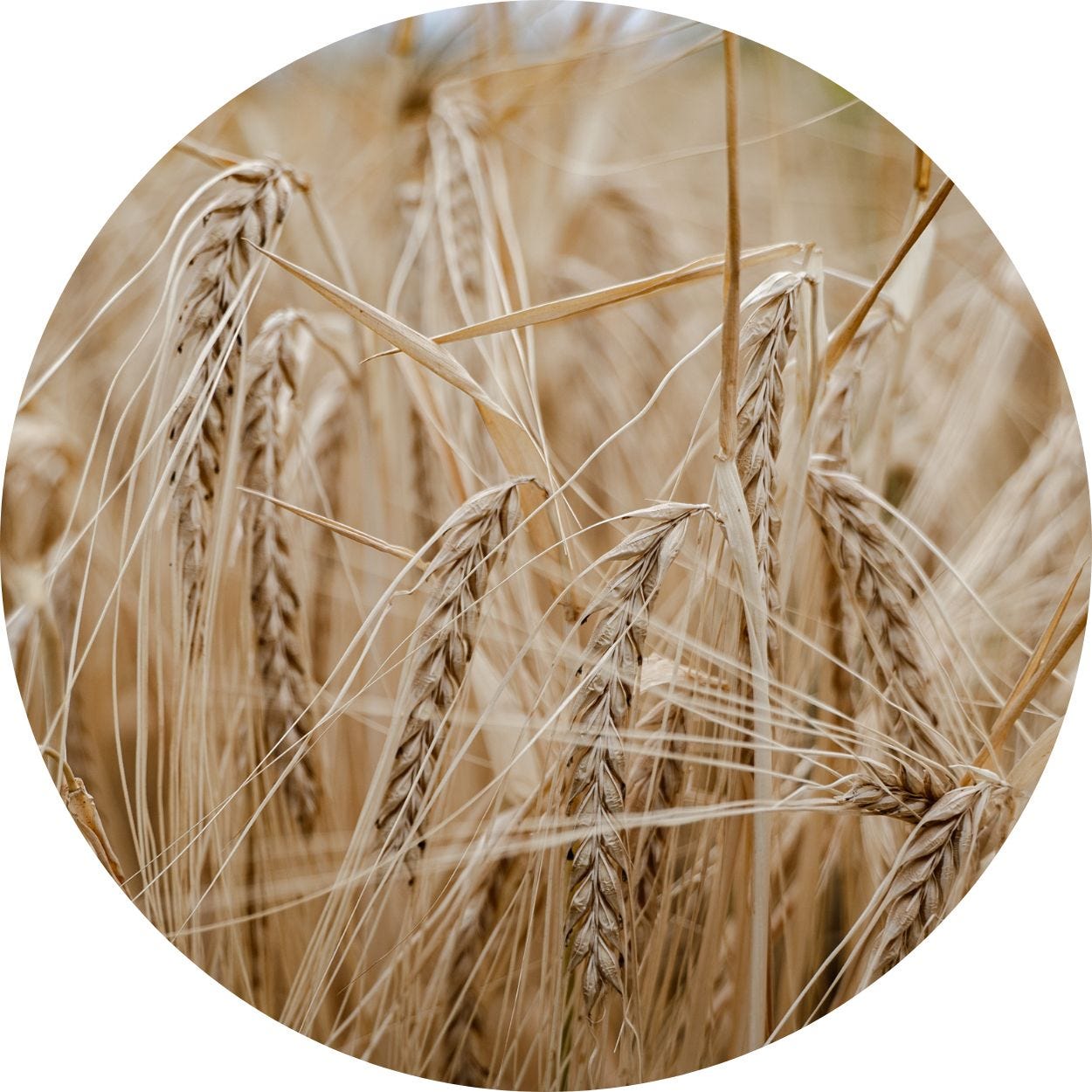 Close up image of the head of a straw plant